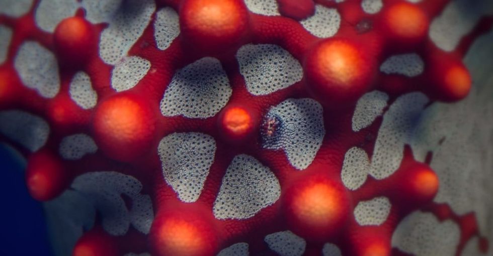 Time ticks so slowly on a reef, we'd miss out on all the fun without time-lapse video.