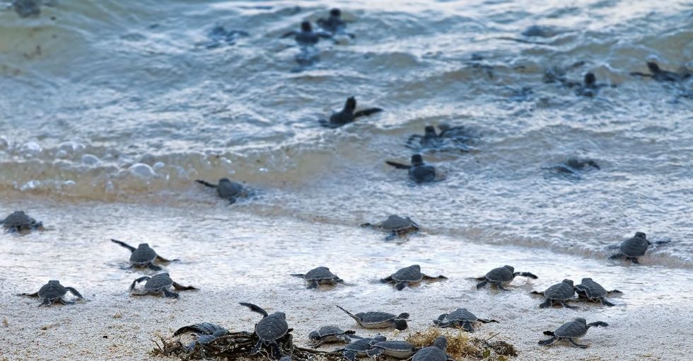 With a little help from magnetic fields and a grandpa (not theirs), baby turtles find their way.