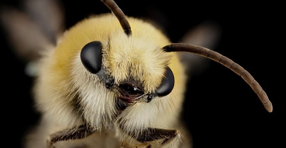 Bees are in trouble. A big part of the solution couldn't be easier or more delightful.
