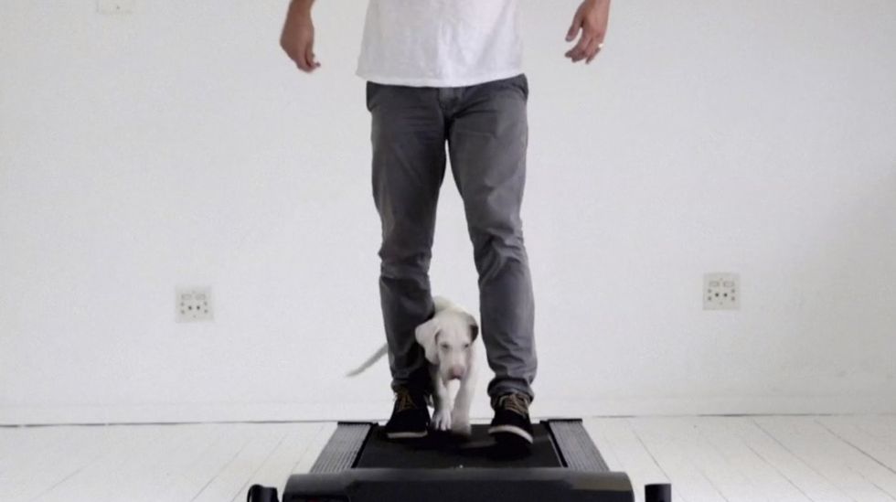 Rescue puppy Pegasus wasn't expected to live long. A time-lapse shows her life 6 months later.