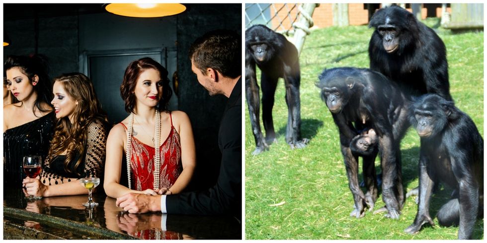 Female bonobos shut down violent males. Here's what humans can learn from them.