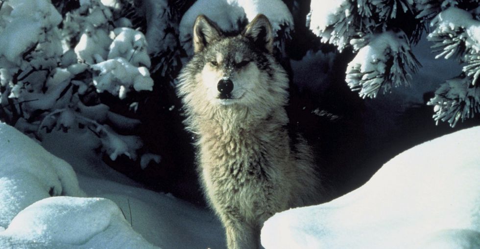 A pack of wolf cubs was just spotted in an area where they hadn't been seen since at least 1905.