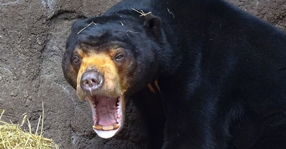 Striking photos of 15 animal species you might not know exist.