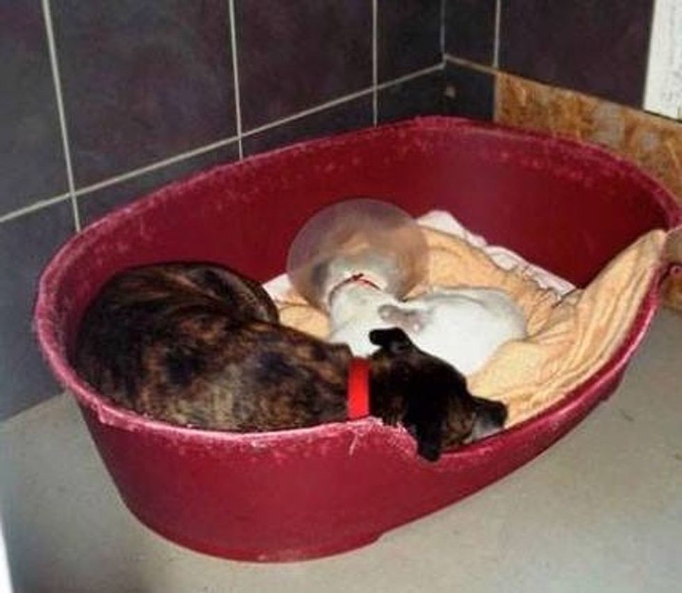 It's hard to re-home dogs with special needs, but this pair is used to beating the odds.