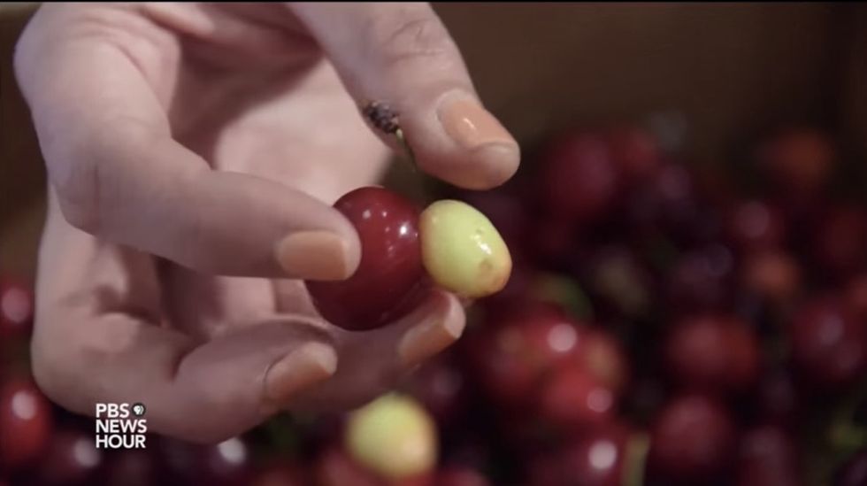 Would you eat this cherry? Big Agriculture says 'No, throw it away' — like 40% of all food grown.
