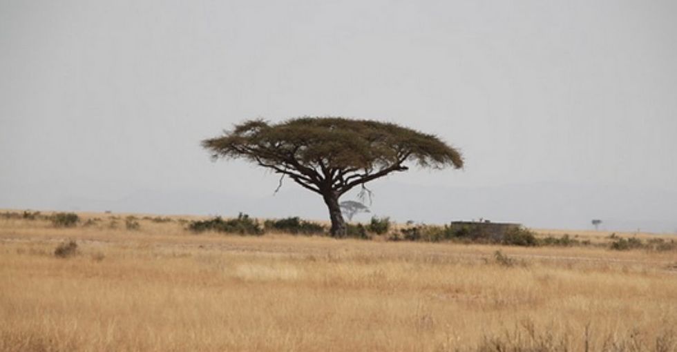 A search engine like Google, except for one small detail: It plants trees!