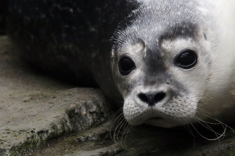 He thought the seal might attack him. Instead, he got a winning picture and an even better story.