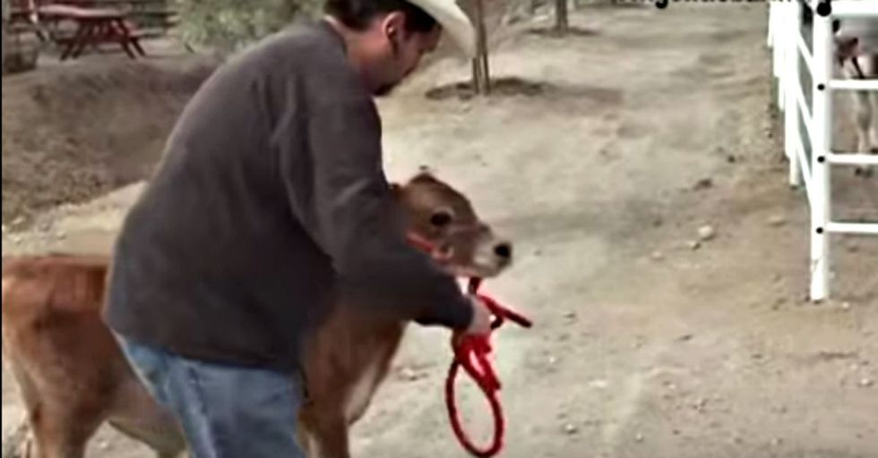 This mommy cow was crying for her calf. The moment she had him returned to her was beautiful.