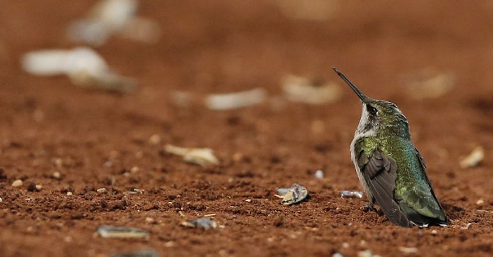 7 reasons why hummingbirds are nature's secret badasses