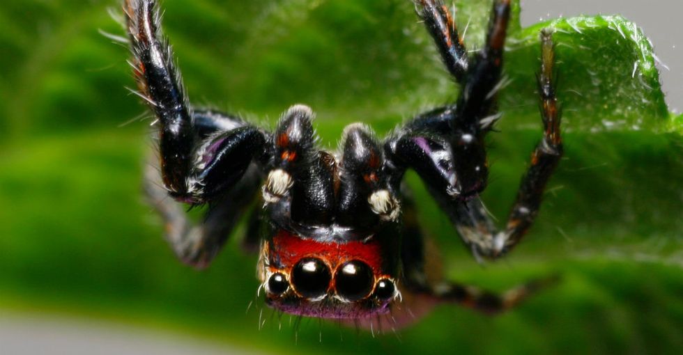 This hellish spider from nightmare-land may be man's other best friend.