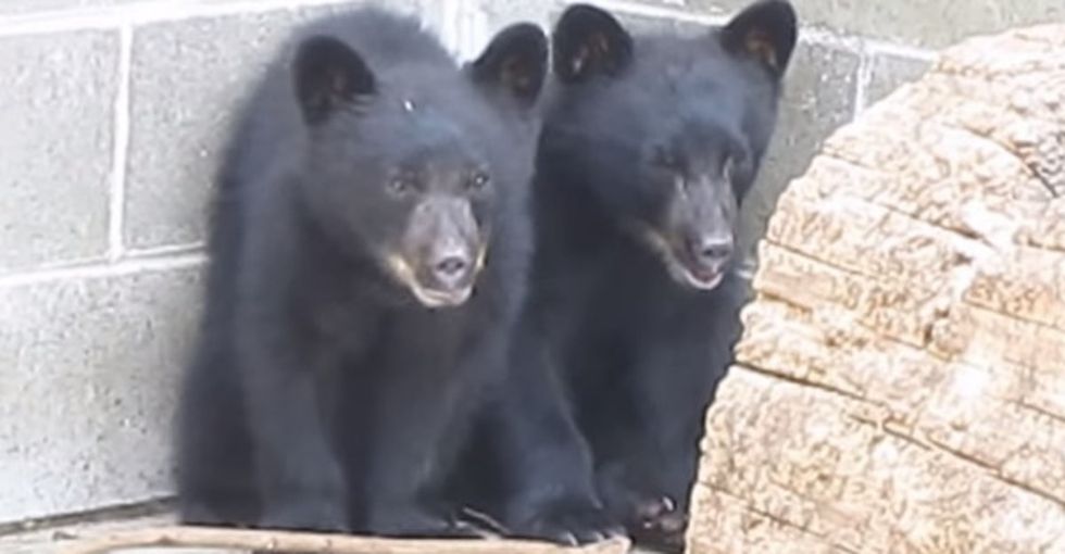 He was supposed to kill these 2 bear cubs. He saved them instead. Now he might lose his job.