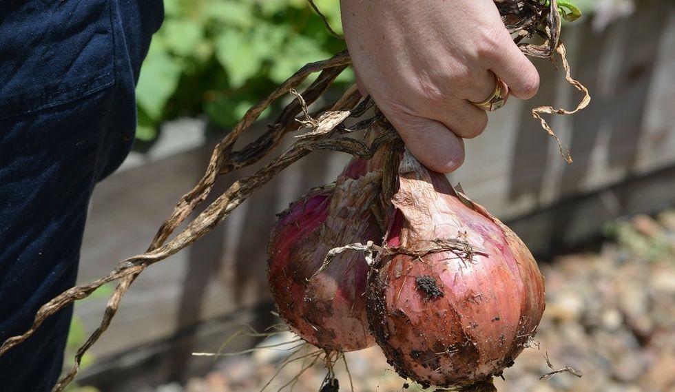 Guess how much produce is thrown out because it's not pretty enough for us as consumers? A lot.