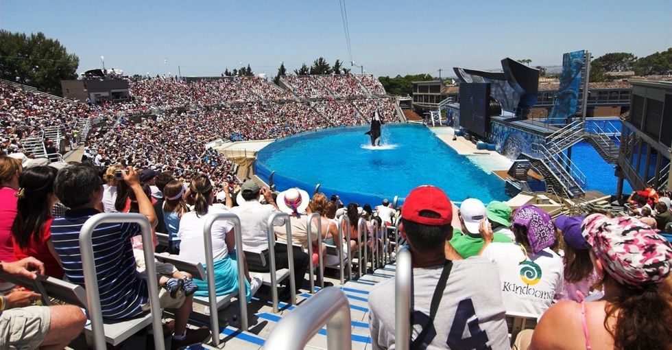 A movie went behind the scenes, and now SeaWorld is just trying to stay afloat.