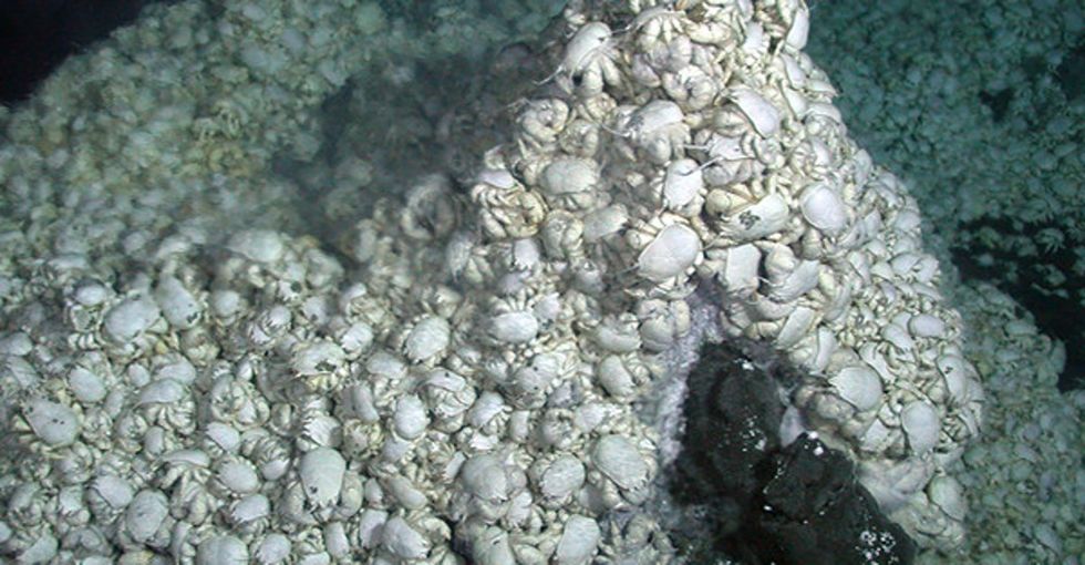 Scientists in Antarctica photographed a new species of crab. It's extraordinary he even exists.