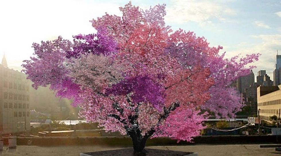 Meet the tree that's wowing folks all over the country with its unusual bounty of fruit.