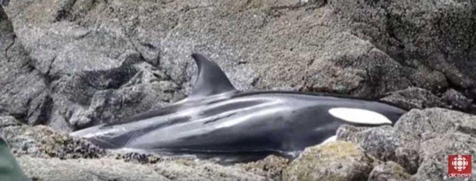 Real-life superheroes rescued a whale after she stranded herself on a rocky shore.