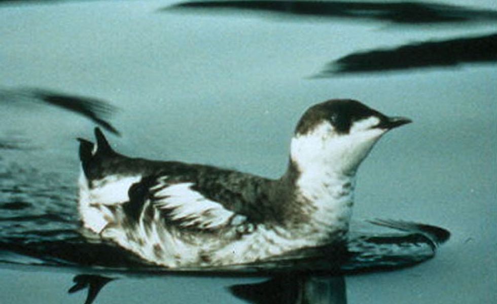 This bird species was contributing to the demise of another. So scientists stepped in to help.