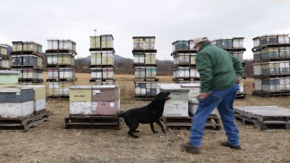 This special dog is saving our bees. She's the only one that can.