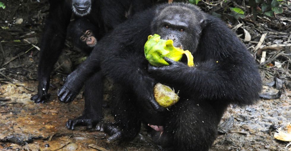 Scientists on 3 continents now have evidence: Some chimps have entered the Stone Age.