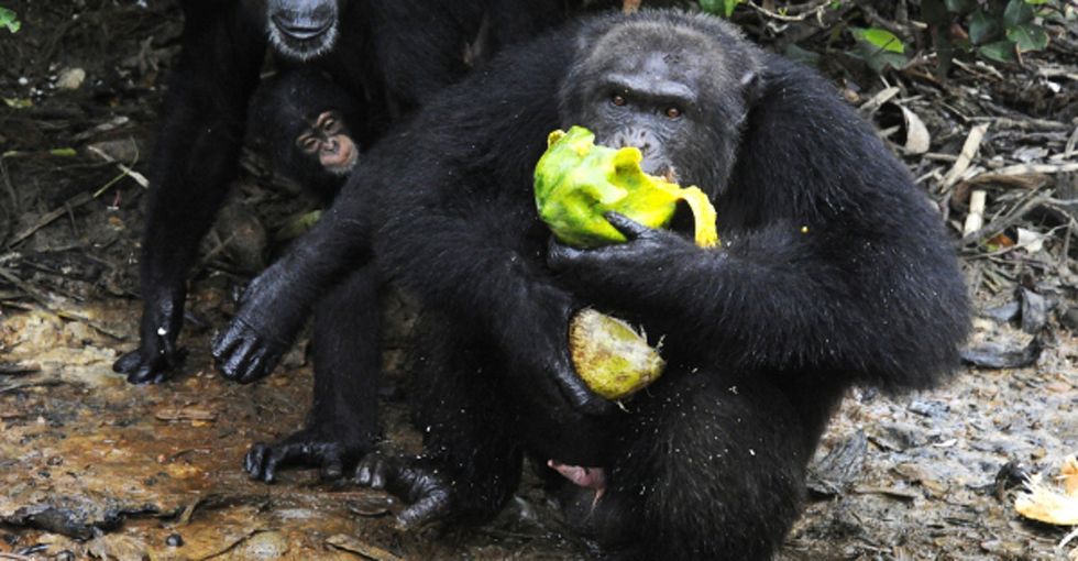 Scientists on 3 continents now have evidence: Some chimps have entered