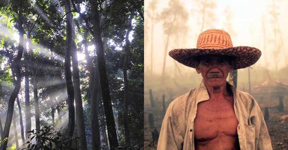 Palm oil is farmed 2 ways: One produces a lot of smoke and distress, and one keeps all life in mind.