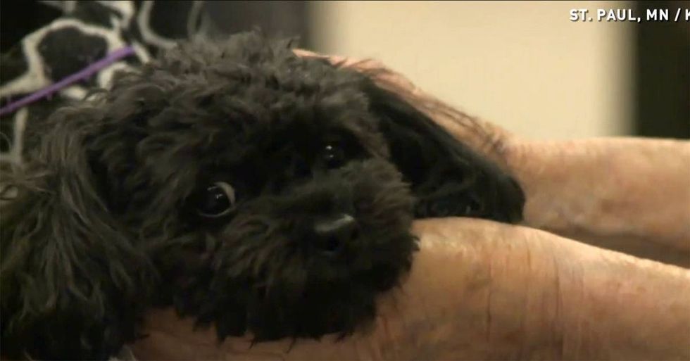 Nursing home residents are certain this tiny dog is from heaven. After seeing her in action, I agree!