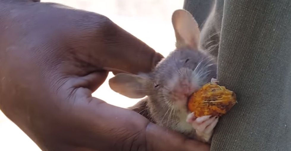 The job is too risky for humans. Enter these 'hero rats.'