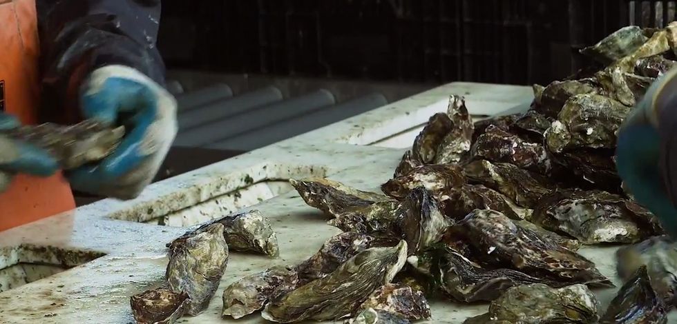 Our fancy dinner oysters can tell us a lot about how our oceans are changing.