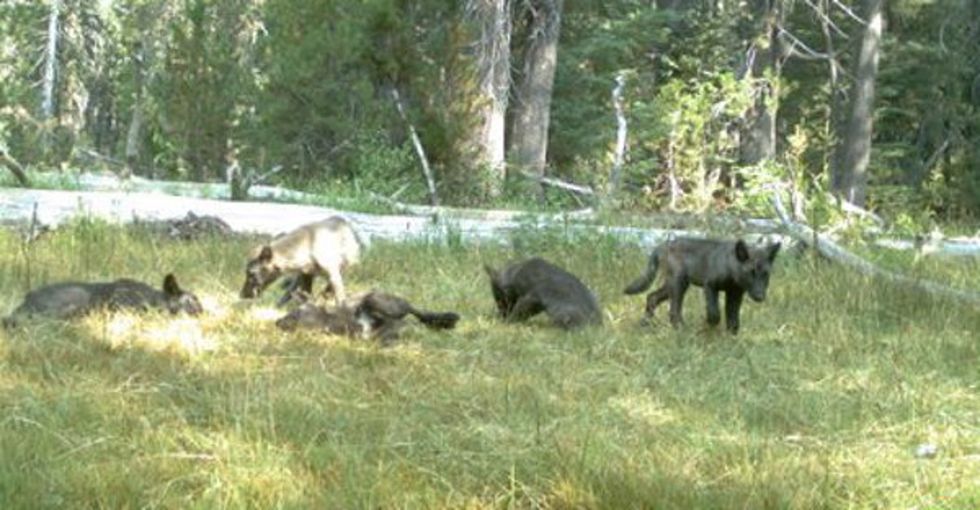 In 1924, the last wolf in California was exterminated. This summer, these 5 pups were discovered.