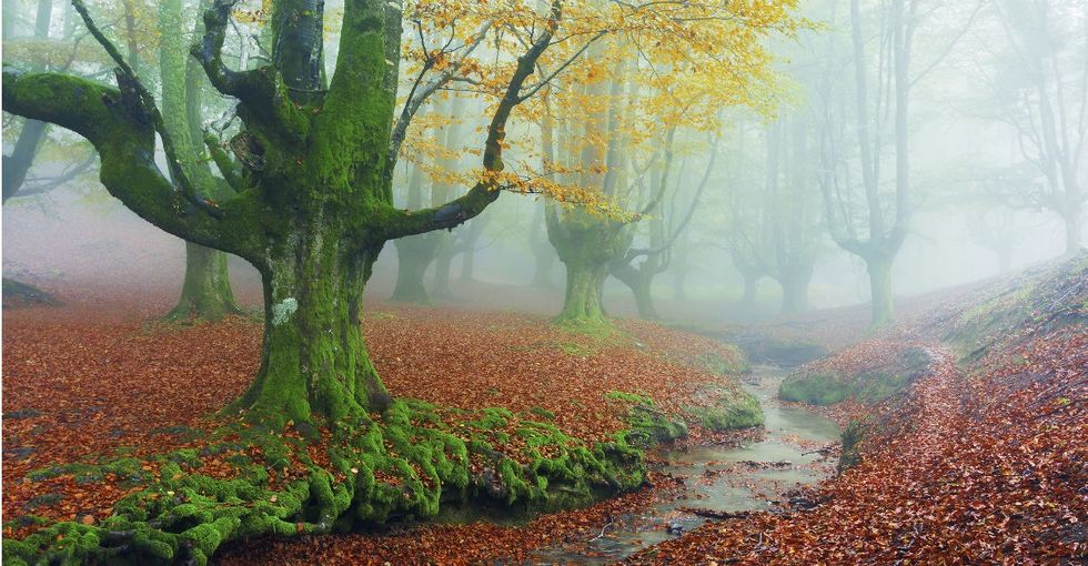 11 real-world forests that look like they’re straight out of a fairytale.