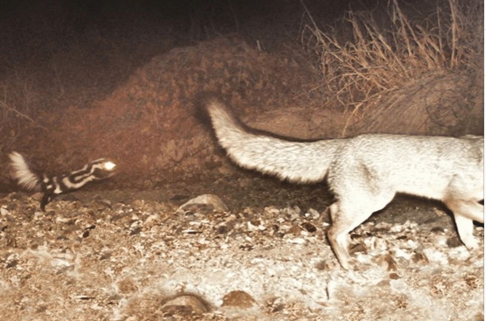 Motion-triggered cameras show us some unexpected behavior from night life on the wild side.