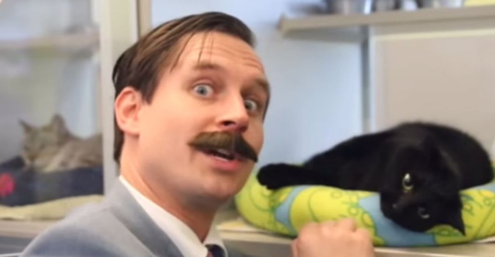 A Canadian shelter sells older cats like used cars‚ and it's pretty effective ... and hilarious.