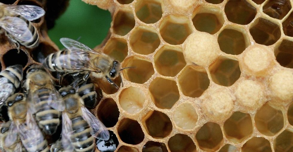 Scientists just made a major bee-vaccination breakthrough. Here's why it's such a big deal.