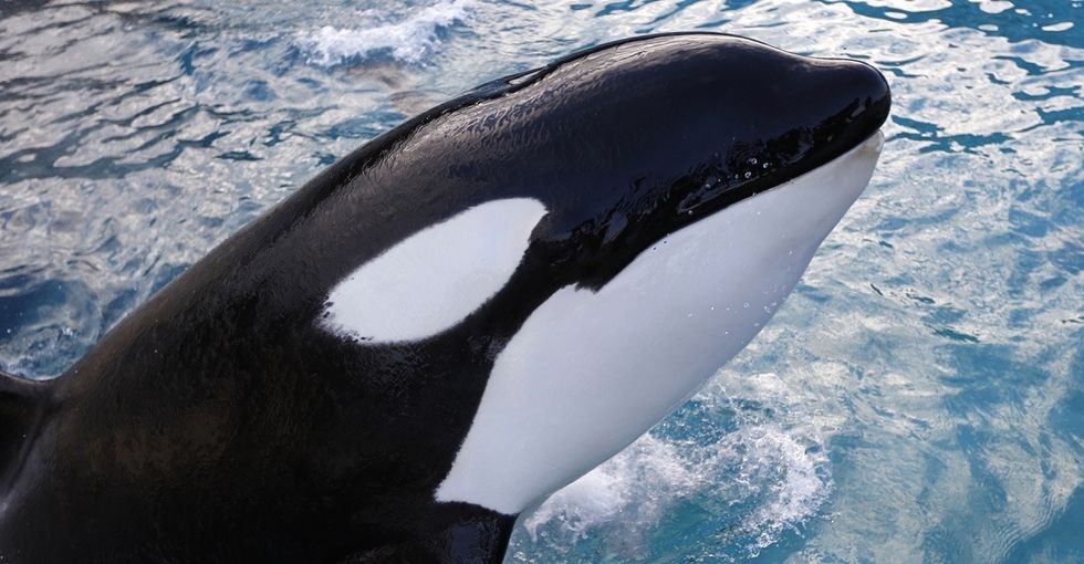 A new law in California will change everything about keeping orcas in captivity.