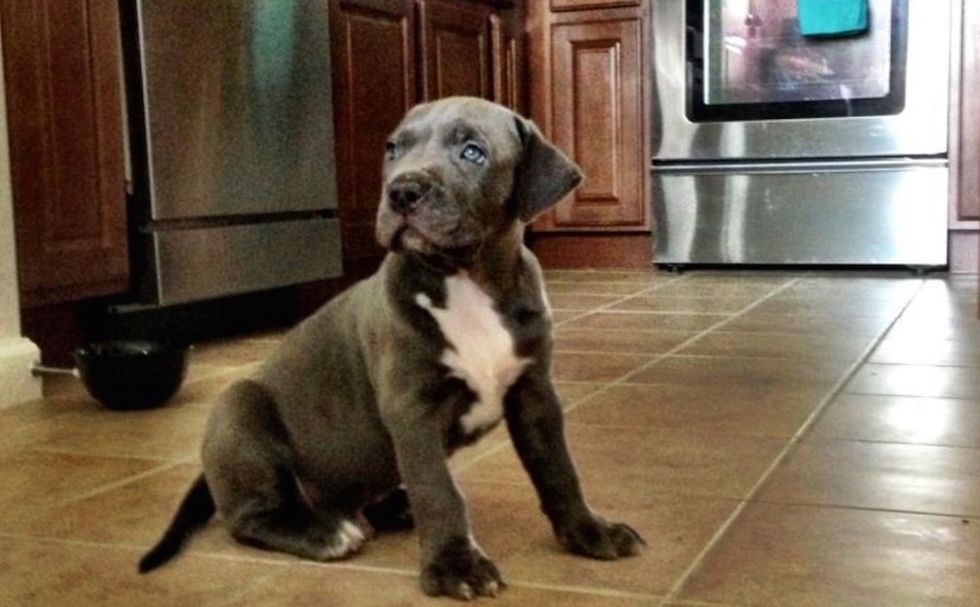 Meet 2 pit bulls that had it rough. Their human families' love saved them from stigma.