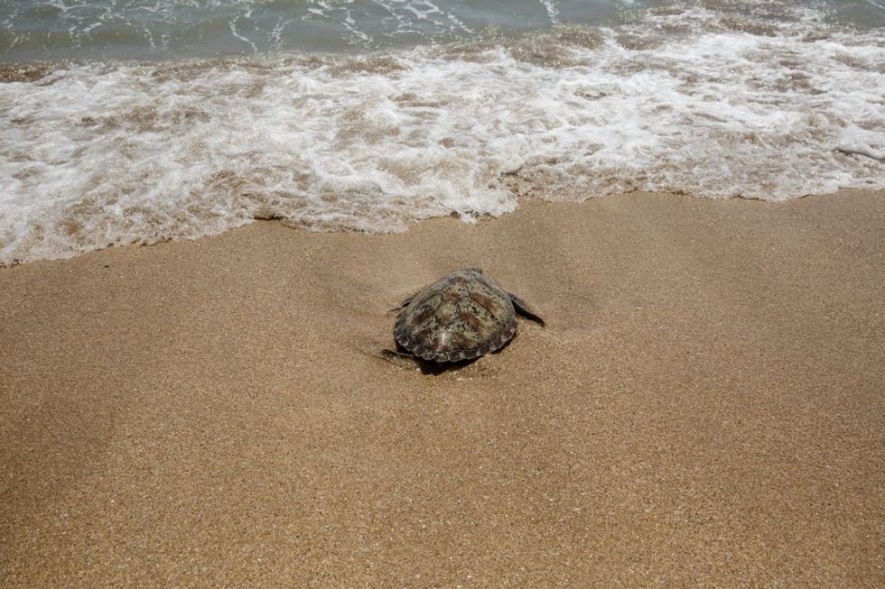 These photos of sea turtles being released back into the sea show what amazing creatures they are.