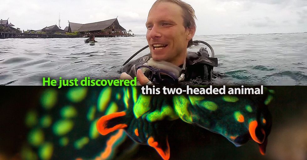 Ocean enthusiasts just discovered a two-headed sea creature, and it's mesmerizing.