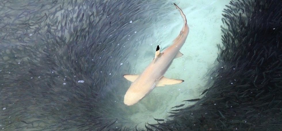 These beautiful shark facts and pictures will give you 10 reasons to ...