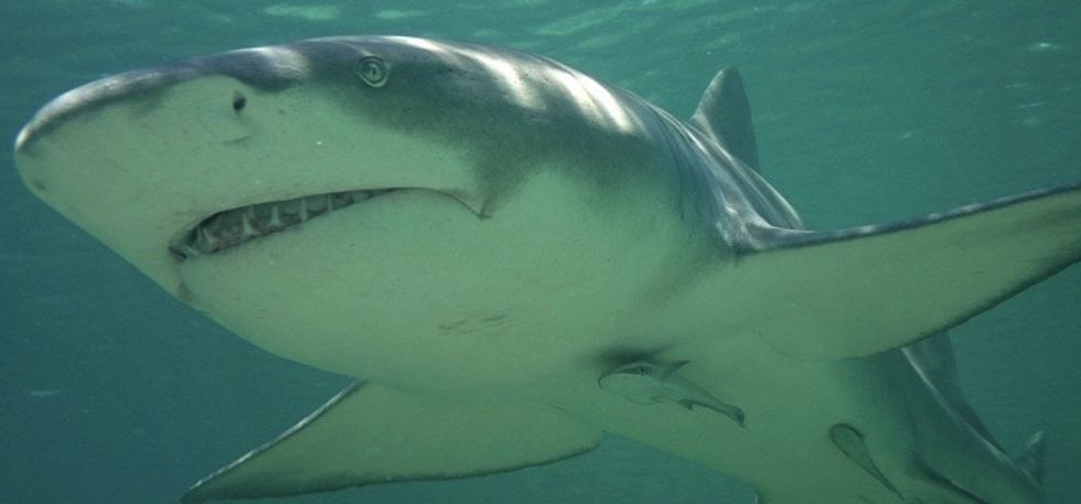 These beautiful shark facts and pictures will give you 10 reasons to ...