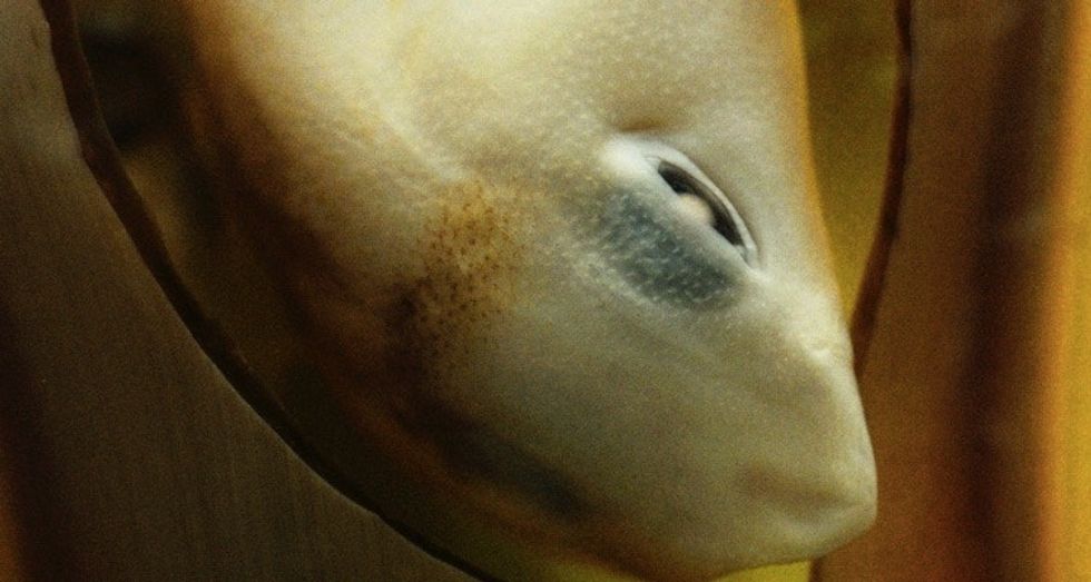 These beautiful shark facts and pictures will give you 10 reasons to ...