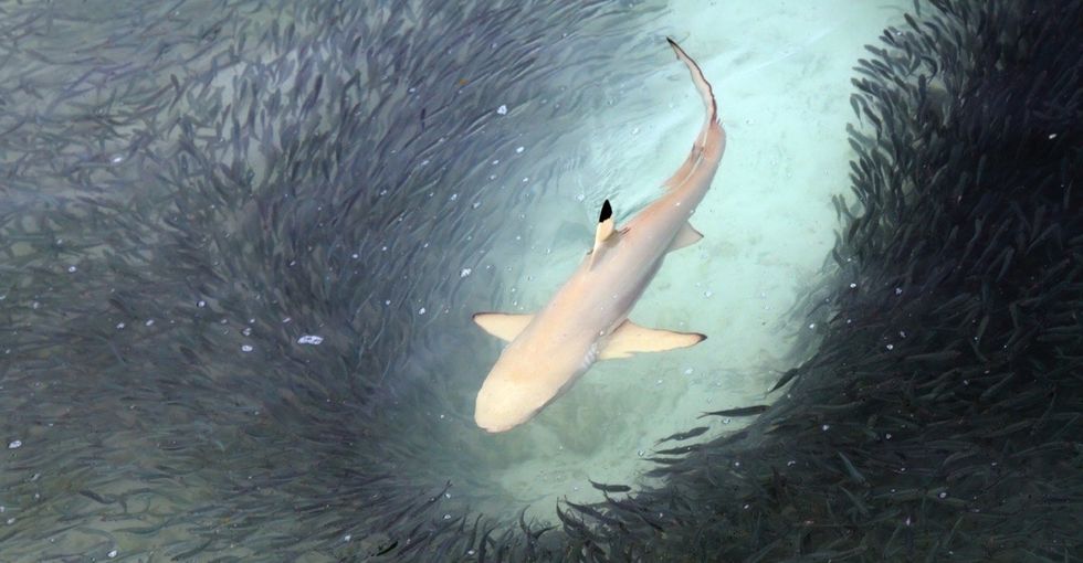 These beautiful shark facts and pictures will give you 10 reasons to love them.