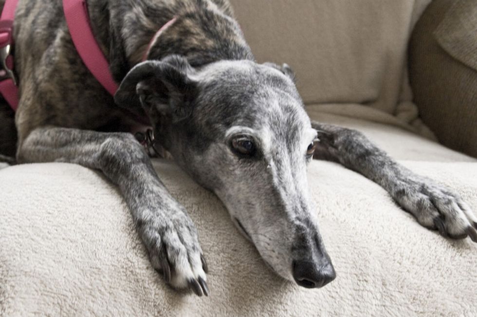 About time: The end of greyhound racing is almost here.
