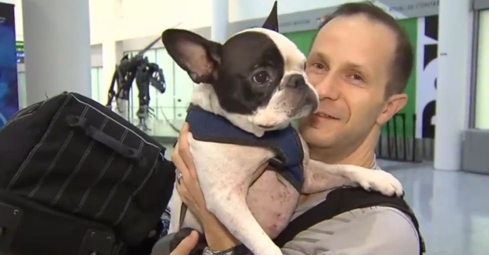 An Air Canada pilot put a dog's life above profit. It's exceptional and how the world should be.