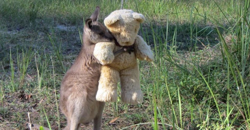 Another reason to love Australia? Doodlebug the orphaned kangaroo lives there.