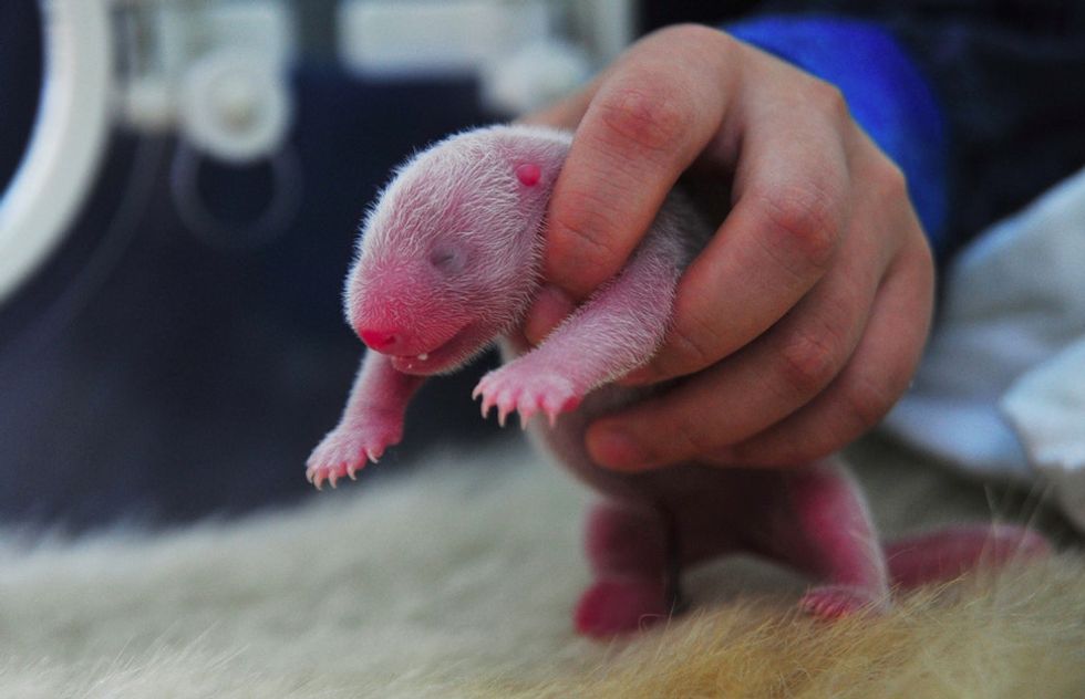 Eating, sleeping, and saving the earth — all in a day's work for these newborn pandas.