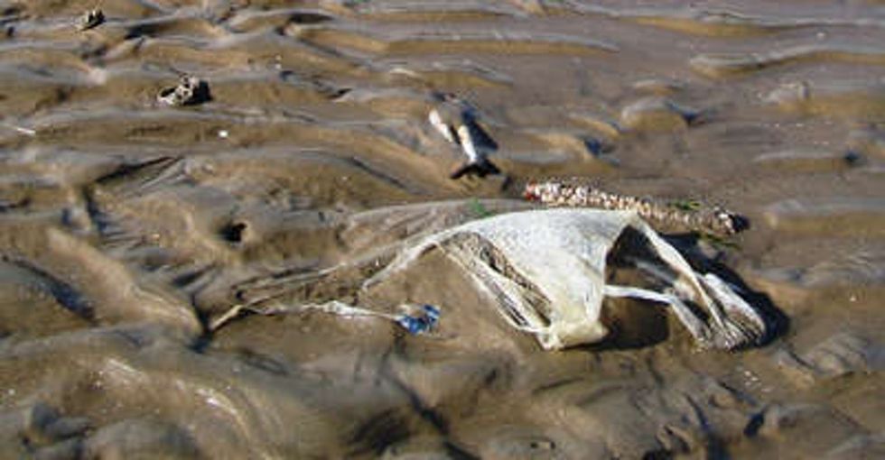 Because of a plastic bag surcharge, British beaches are suddenly a lot cleaner.