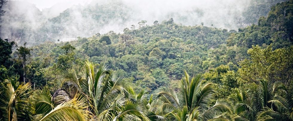 In 2005, trees outnumbered people 61 to 1. In 2015, it's 422 to 1. Here's what changed.