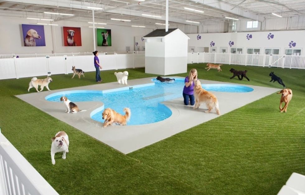 How this NYC airport is changing the game for pet travel