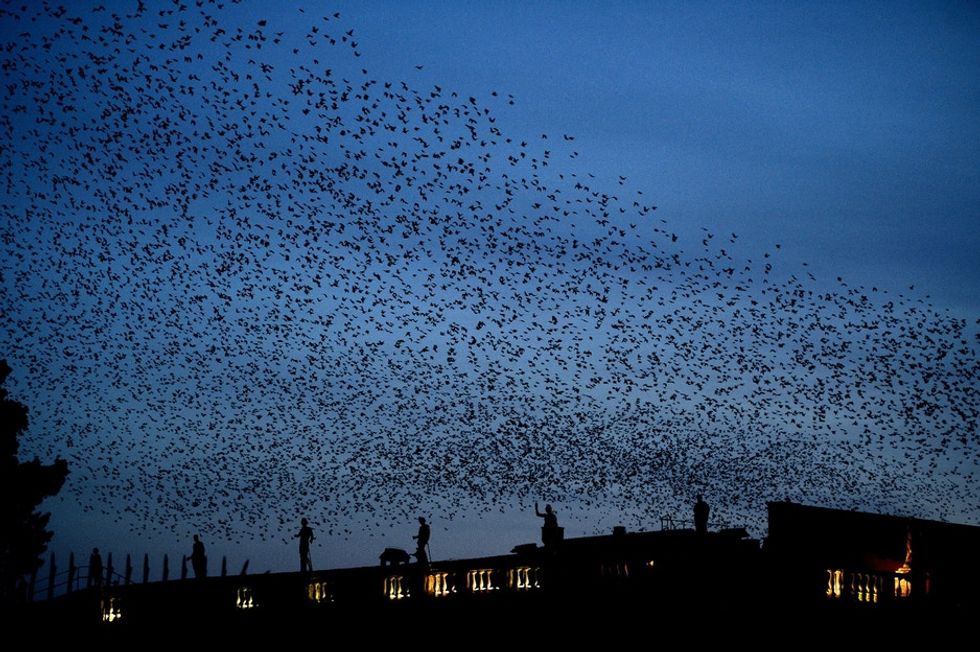 This odd commonality between kids and birds could be a major neuroscience breakthrough.
