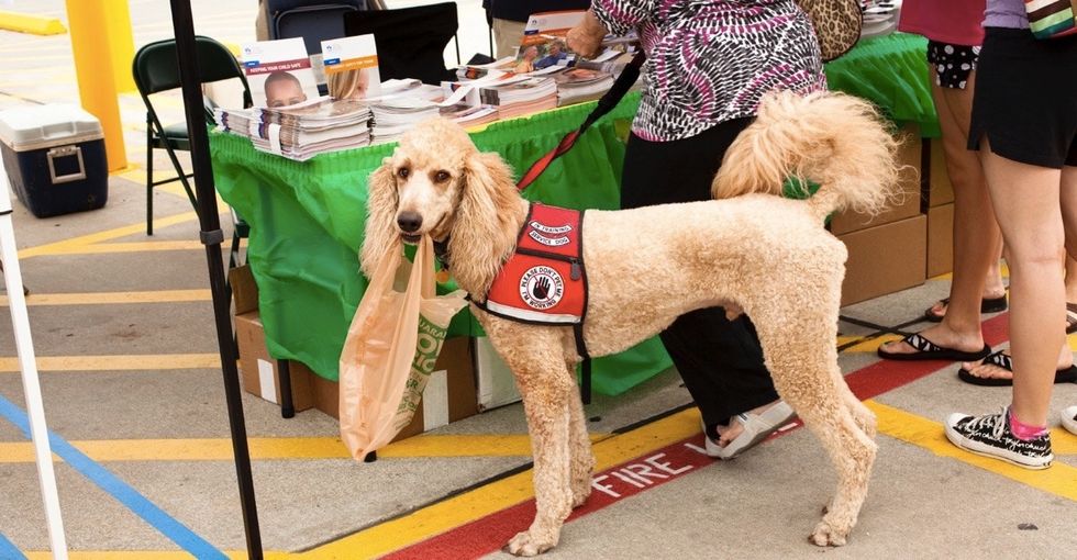 How a shelter dog is helping a military vet adjust to life back home.